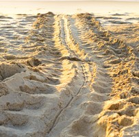 Loggerhead sea turtle tracks, distinguished by alternating flipper marks