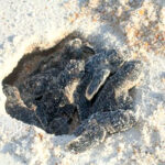 Hatchling sea turtles emerging from the nest