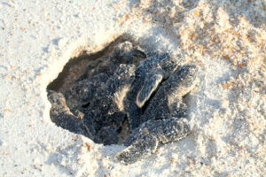 Hatchling sea turtles emerging from the nest