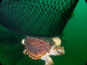 NOAA TED turtle