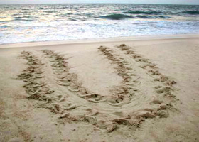 False crawl sea turtle tracks on beach