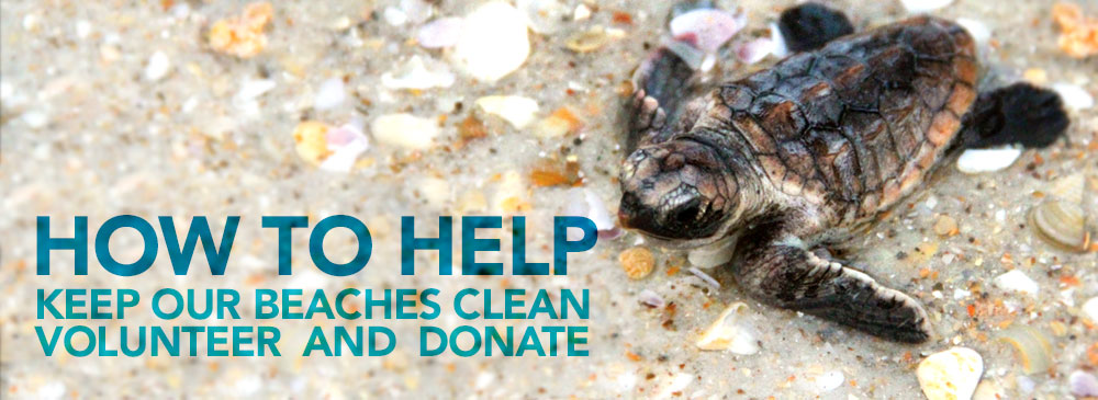Loggerhead sea turtle hatchling on beach with text "How to help: Keep our beaches clean, volunteer and donate"