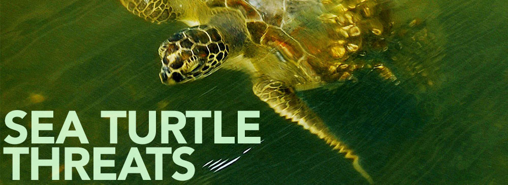 Green sea turtle swimming with the headline "Sea Turtle Threats"