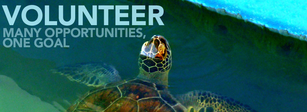 Green Sea Turtle poking head out of the water with the text, "Volunteer / Many opportunities, one goal"