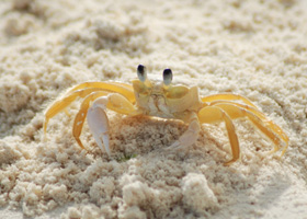 Ghost crabs prey on sea turtle hatchlings