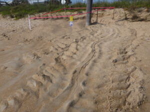 Pre-season leatherback nest NSB 4-4-14 (9)